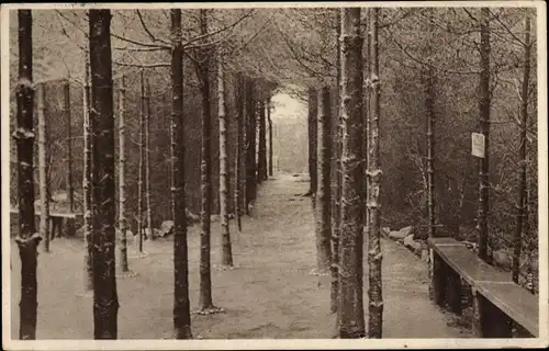 Ak Spiesen Elversberg Saarland, Tannenpartie im Marienwäldchen, Winteransicht