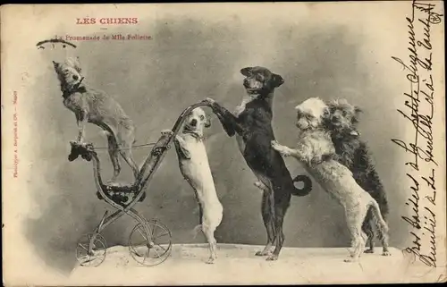 Ak Les Chiens, La Promenade de Mlle Follette, Hunde, Zirkus