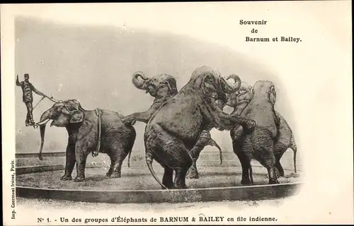 Ak Souvenir de Barnum et Bailey, Un des groupes d'Elephants