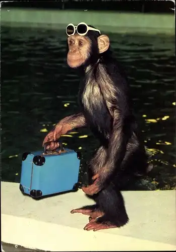 Ak Haßloch Hassloch in der Pfalz, Schimpanse Tonga mit Koffer, Holiday Park