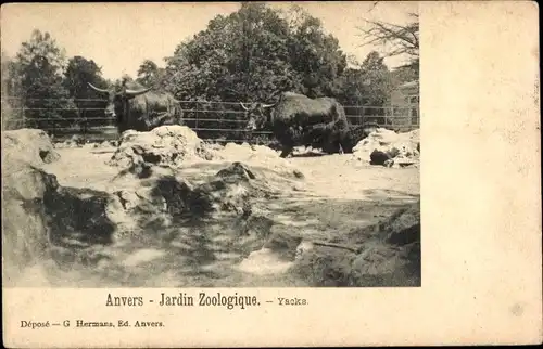 Ak Anvers Antwerpen Flandern, Jardin Zoologique, Yacke