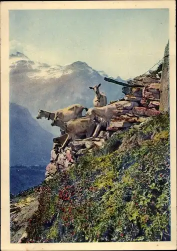Ak Schweiz, Sorglos auf sonniger Höhe, Ziegen im Hochgebirge