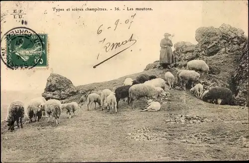Ak Types et scenes champetres, les moutons, Schafherde