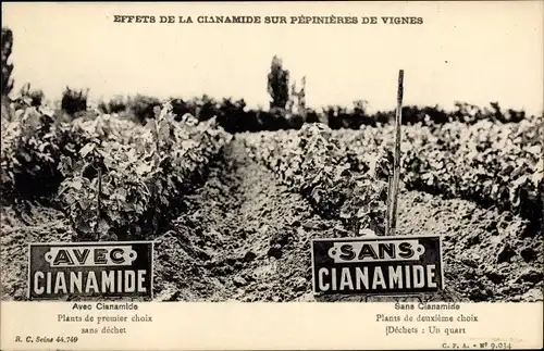 Ak Reklame, Effets de la Cianamide sur Pepinieres de Vignes