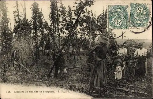 Ak Frankreich, Cueillette du Houblon en Bourgogne