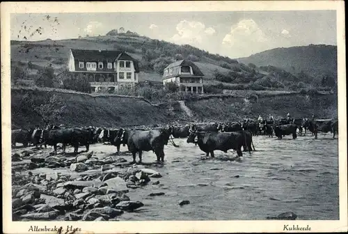 Ak Altenbrak Harz, Kuhherde am Fluss, Kurhotel