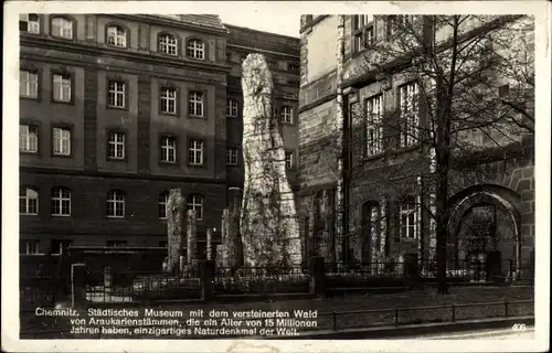 Ak Chemnitz in Sachsen, Städtisches Museum mit dem versteinerten Araukarienwald