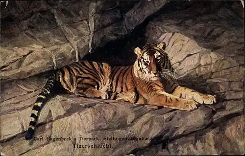 Ak Hamburg Eimsbüttel Stellingen, Carl Hagenbecks Tierpark, Tigerschlucht, Tiger auf Felsen