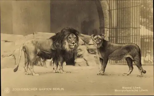 Ak Berlin Tiergarten, Zoologischer Garten Berlin, Massai Löwe, Mesopotamische Löwin