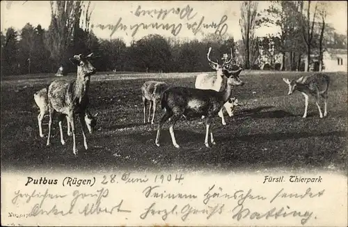 Ak Putbus auf der Insel Rügen, Fürstl. Tierpark , Wild