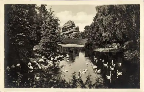 Ak Hamburg Eimsbüttel Stellingen, Hagenbecks Tierpark, Flamingos, Japanischer Teich, Affenfelsen