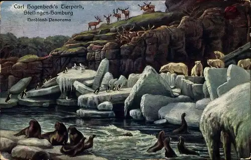 Ak Hamburg Eimsbüttel Stellingen, Carl Hagenbeck's Tierpark, Nordland Panorama, Eisbären, Robben