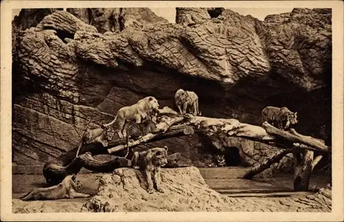 Ak Hamburg Stellingen, Carl Hagenbecks Tierpark, Offene Löwenschlucht