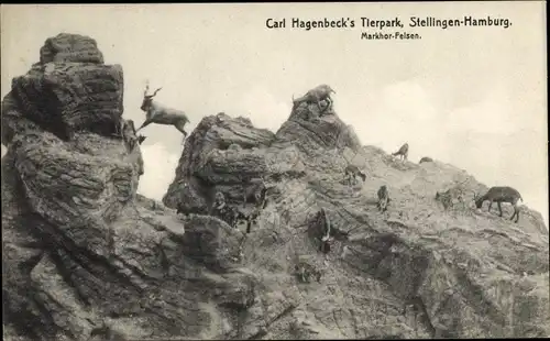 Ak Hamburg Eimsbüttel Stellingen, Carl Hagenbeck's Tierpark, Markhor Felsen