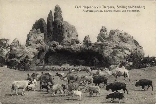 Ak Hamburg Eimsbüttel Stellingen, Carl Hagenbecks Tierpark, Heufressergehege, Löwenschlucht