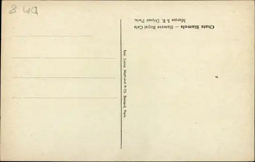 Künstler Ak Billinge, Ophelia, Zwei Siamkatzen, 1916