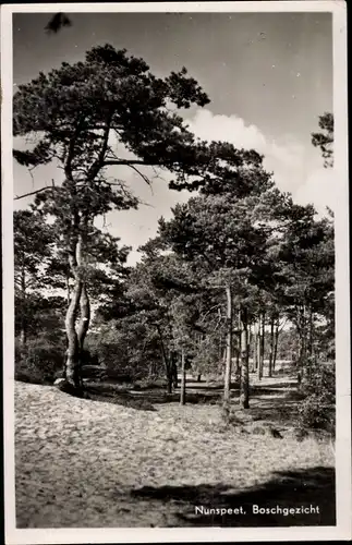 Ak Nunspeet Gelderland, Boschgezicht