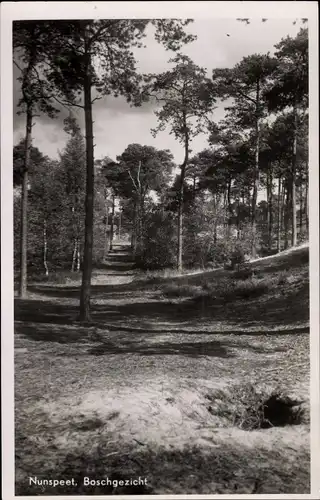 Ak Nunspeet Gelderland, Boschgezicht