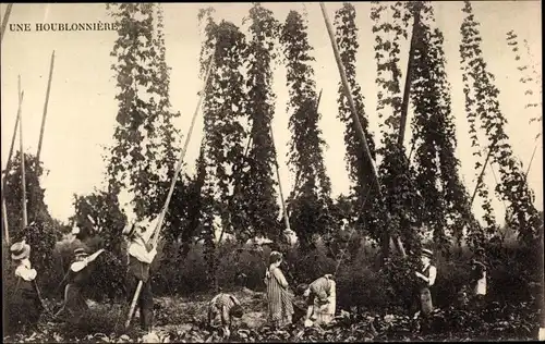 Ak Frankreich, Une Houblonniere, Hopfenernte