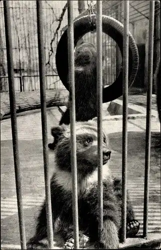 Ak Hirschfeld in Sachsen, Tierpark, spielende Jungbären, Reifen