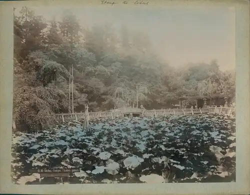 Foto Tokio Präf. Tokio Japan, Shiba Park, Lotus Pond, colorized