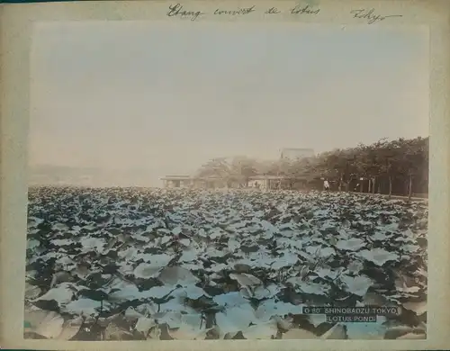 Foto Shinobazu Tokio Präf. Tokio Japan, Lotus Pond, colorized