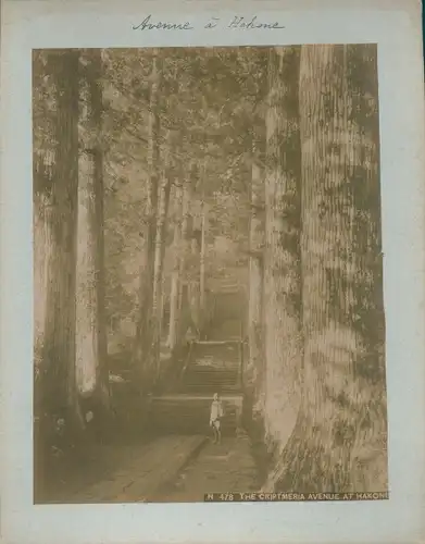 Foto Hakone Präfektur Kanagawa Japan, The Cryptomeria Avenue