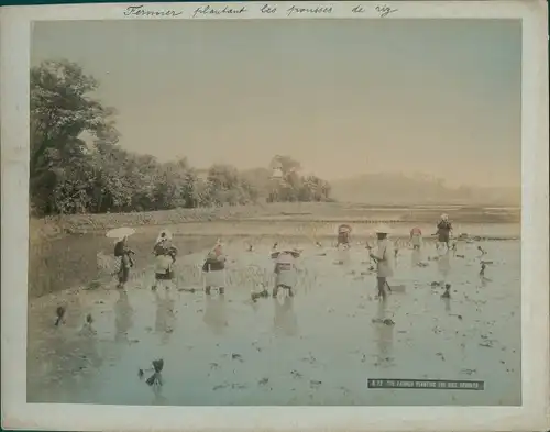 Foto Japan, The Farmer planting the rice spronts