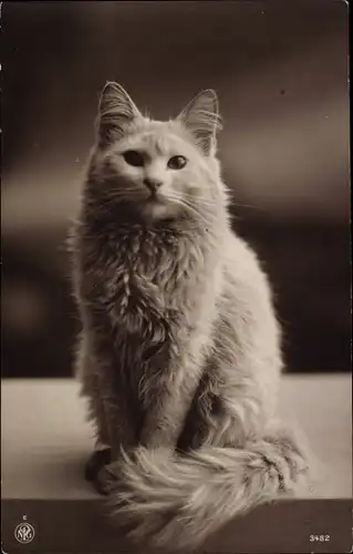 Ak Weiße Katze, Tier-Portrait