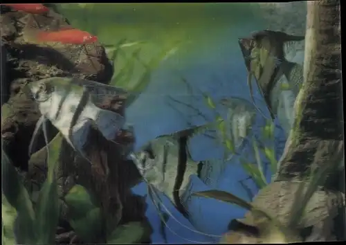 3D Ak Fische im Aquarium