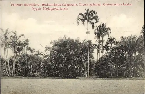 Ak Singapore Singapur, Phoenix dactylifera, Licula spinosa, Actinorrhytis Calapparia