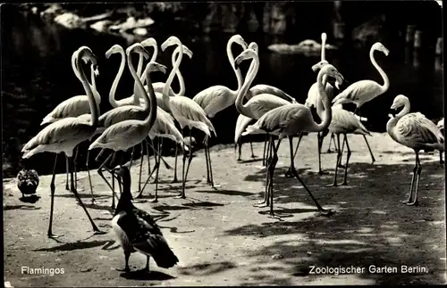 Ak Zoologischer Garten Berlin, Flamingos und Gans