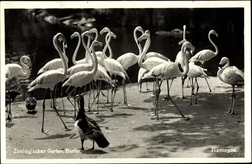 Ak Zoologischer Garten Berlin, Flamingos