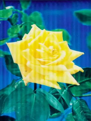 3D Ak Gelbe Rose, Blüte