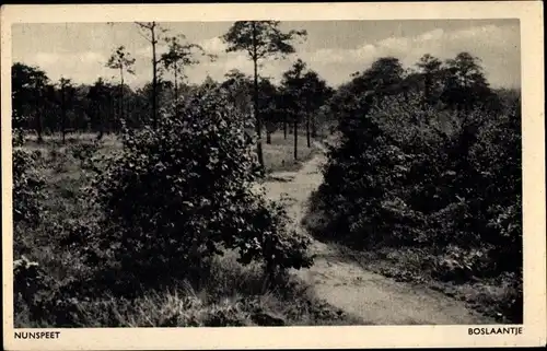Ak Nunspeet Gelderland, Boslaantje