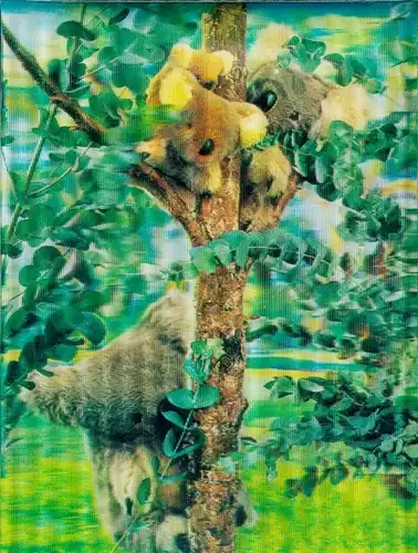 3D Ak Koalas, Eukalyptus, Stofftiere