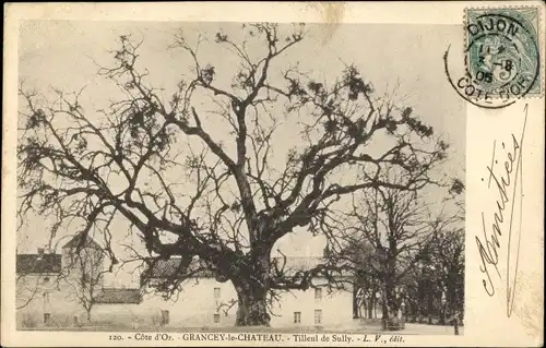 Ak Grancey-le-Château Côte d'Or, Tilleul de Sully