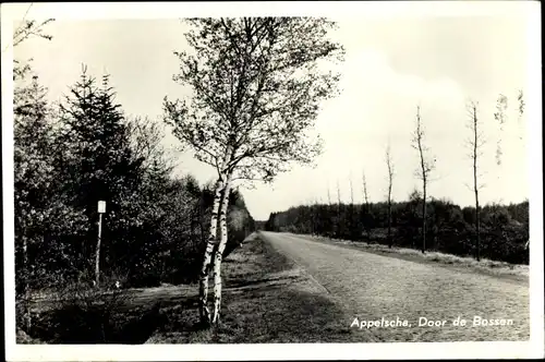 Ak Appelscha Fryslân Friesland Niederlande, Door de Bossen