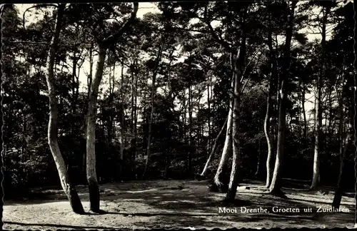 Ak Zuidlaren Drenthe Niederlande, Bäume