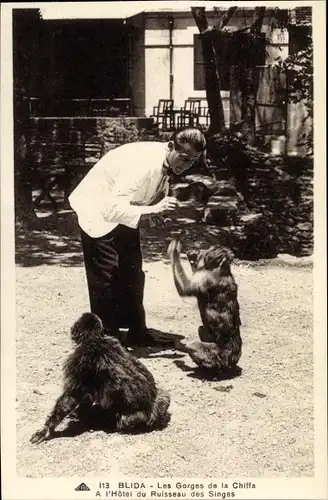 Ak Blida Algerien, Le Gorges de la Chiffa, Ruisseau des Singes