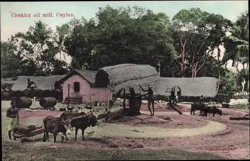 Ak Ceylon Sri Lanka, Chekku oil mill