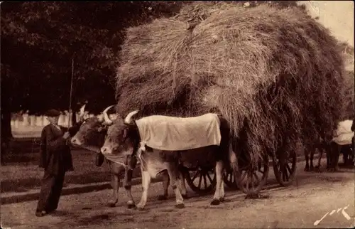 Ak Ochsenkarren, Erntearbeit, Stroh