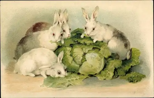 Litho Kaninchen essen Kohlblätter, Fütterung