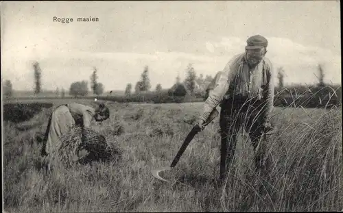 Ak Niederlande, Rogge maaien, Landwirtschaft