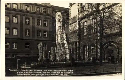 Ak Chemnitz Sachsen, Städtisches Museum mit versteinertem Araukarienwald