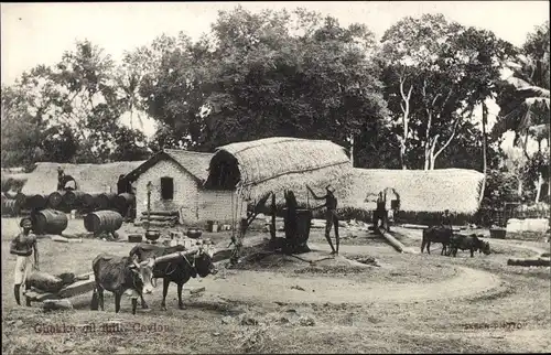 Ak Ceylon Sri Lanka, Ortsansicht, Bauernhof, Rind, Landwirtschaft