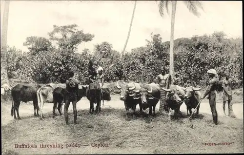 Ak Ceylon Sri Lanka, Buffaloes threshing paddy