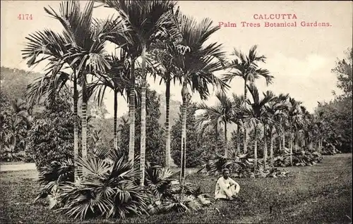 Ak Calcutta Kolkata Kalkutta Indien, Botanical Gardens, Palm Trees