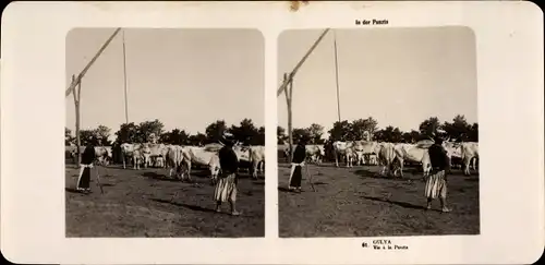 Stereo Foto Budapest Ungarn, 1906, In der Puszta, Kühe