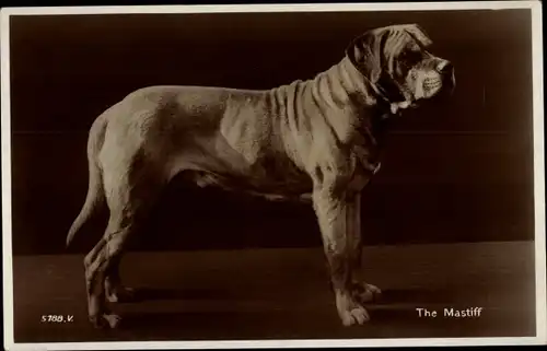 Ak Hundeportrait, The Mastiff